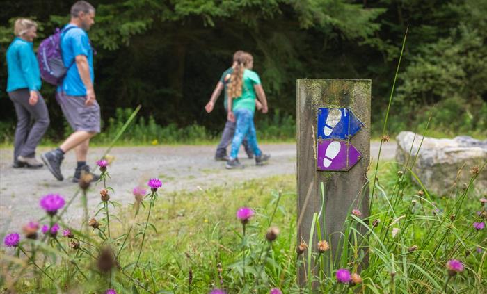 Walking in Abergorlech, Brechfa Forest